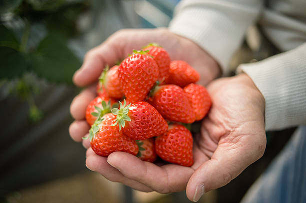 istock Senior farmer harvesting the strawberry 519215206