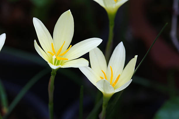 istock Close up yellow rain lily blooming background 519215370