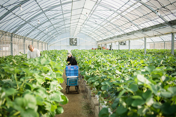 istock Senior farmers working in a greenhouse 519215380