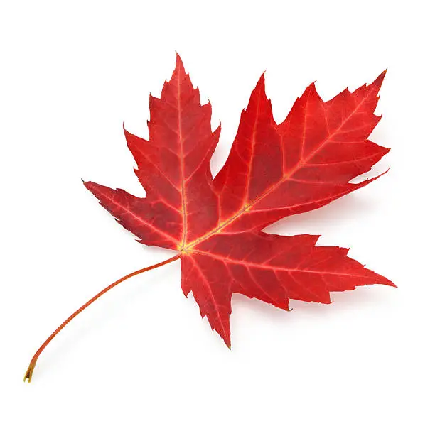 Red maple leaf isolated on white (excluding the shadow)