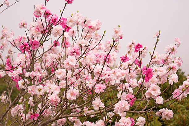 istock Spring Sakura Cherry blossoms, pink flowers 519217074
