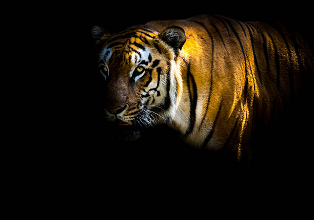 Bengal tiger isolated on black background stock photo