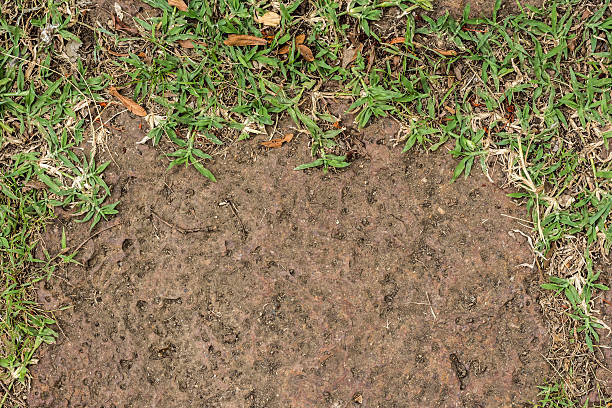 istock Background of green plants and floor sand 519217604