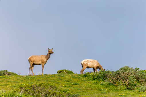 Elks at Point Reyes National Seashore, California