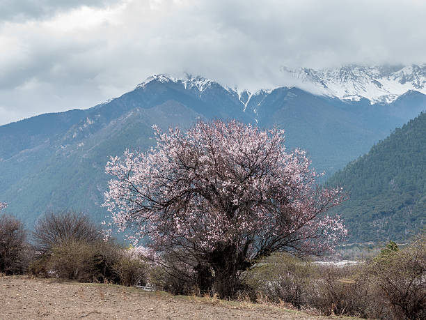 istock wild tibetan peach blossoms 519218074