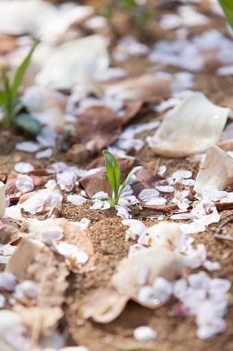 Fallen petals, cherry blossoms, sprout,