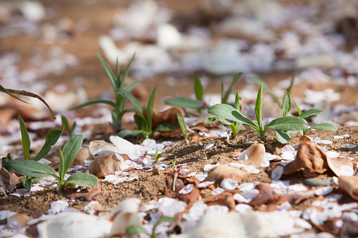 Fallen petals, cherry blossoms, sprout,