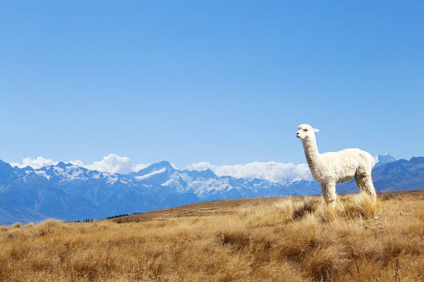 pasture with animal and mountains  in new zealand stock photo