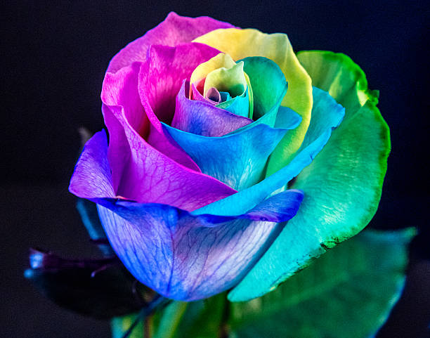 Multi colored rose blossom, rainbow colors stock photo