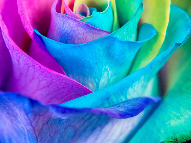 istock Close up of multicolored rose; pride colors 519219632