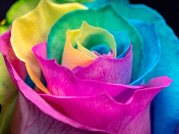istock Close up of multicolored rose; pride colors 519219788