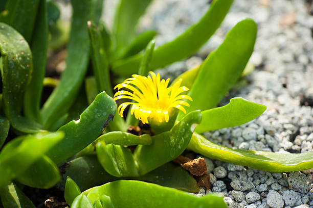 Glottiphyllum linguiforme 、Aizoaceae ,南アフリカ ストックフォト