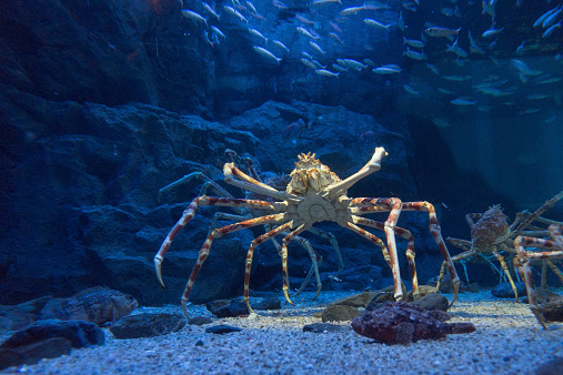 Giant crab in aquarium