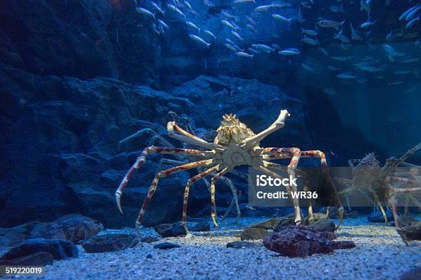 Giant Crab Stock Photo - Download Image Now - Aquarium, Crab, Alaska - US State