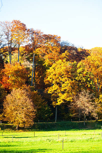 istock Meadow and woods in autumn season 519221496