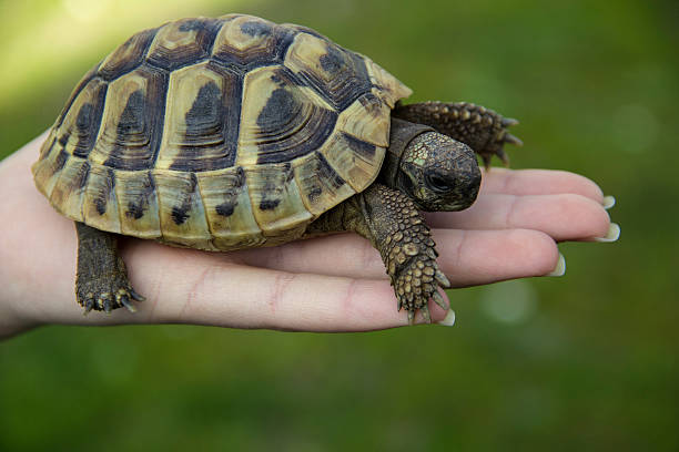 istock Turtle In The Palm Of Hand 01 519221738