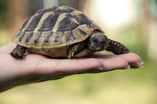istock Turtle In The Palm Of Hand 02 519222366