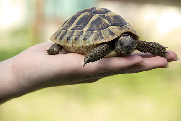 istock Turtle In The Palm Of Hand 03 519222620