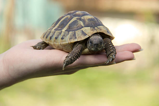 istock Turtle In The Palm Of Hand 04 519222954