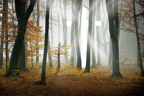 Selective focus. Dark dense forest with dirty road and black bare tree silhouettes covered with solid fog in the early morning. Autumn fallen leaves lies on the ground. Copy space for your text.