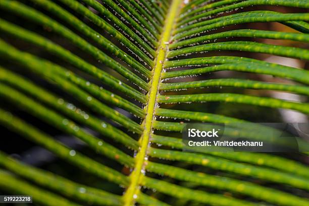 Cycas Stock Photo - Download Image Now - Cycad, Gardening, Growth