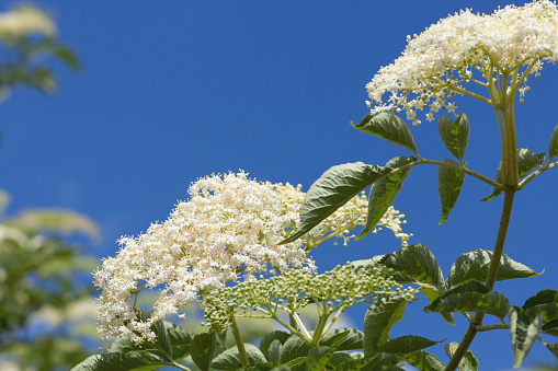 Two blossoms of a black elder (Sambucus nigra) against the blue sky. The elder tree (in german: Hollunder) is often used as herbal medicine. The berries contain a very large amount of vitamin C. The fragrant flowers are used for preparing sirup. Clear sky in background as copy space. Selective focus on the left blossom. Time: June. Location: Rural landscape in Middle Franconia, Bavaria, Germany.