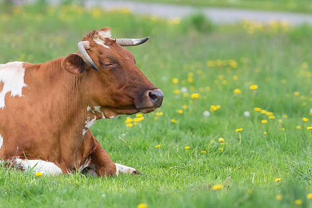 istock Cow resting in the clearing 519227624