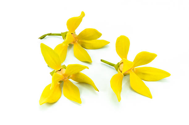 Ylang-Ylang Flower Ylang-Ylang Flower ylang ylang stock pictures, royalty-free photos & images
