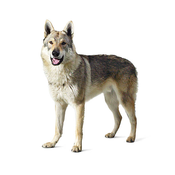 wolf wolf standing on four paws isolated on white background asa animal stock pictures, royalty-free photos & images