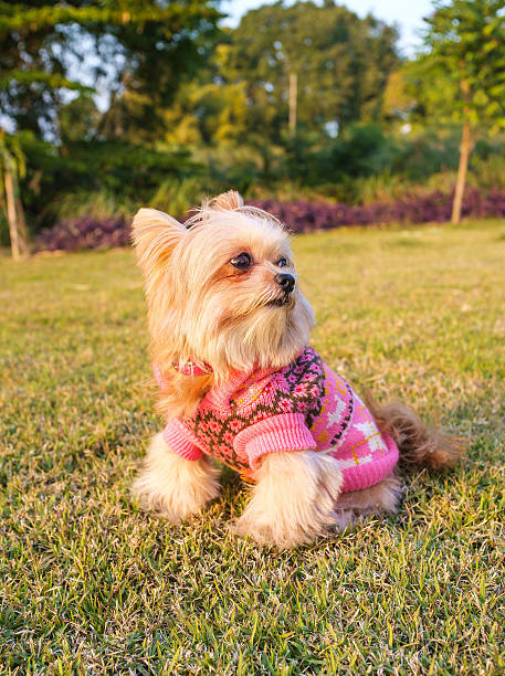 istock Dog in the Field 519247753