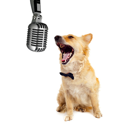 Spitz dog with microphone on white background