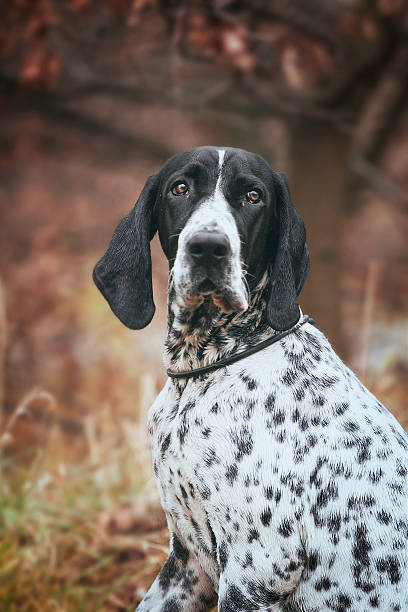 istock beautiful auvergne pointing dog pointer puppy 519249497