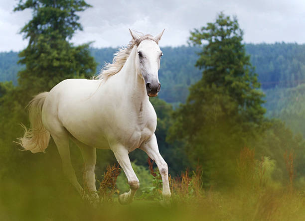 istock beautiful lipizzaner horse running in nature 519249499
