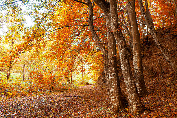 istock Forest road covered with leaves in autumn 519250489