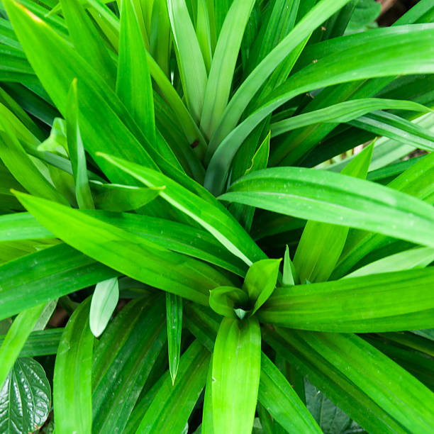 istock The scent of pandanus leaves 519251343