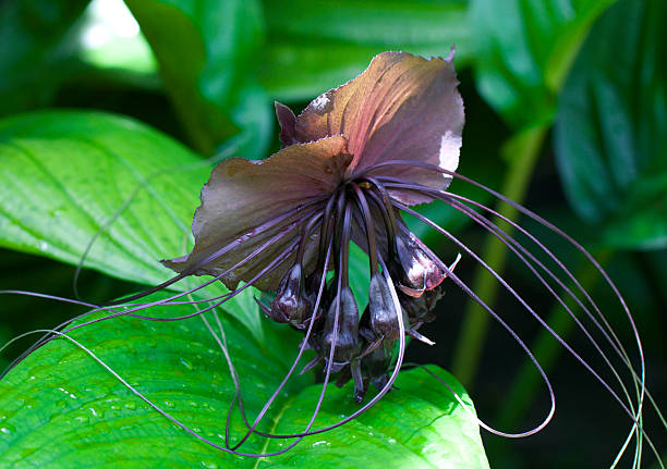 Orquídea Negra - Stock Photos e Imagens - iStock