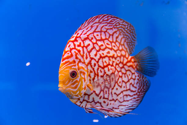 Solid Blue Fish Solid Blue Fish. symphysodon aequifasciatus stock pictures, royalty-free photos & images