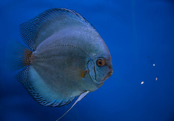 Solid Blue Fish Solid Blue Fish. symphysodon aequifasciatus stock pictures, royalty-free photos & images