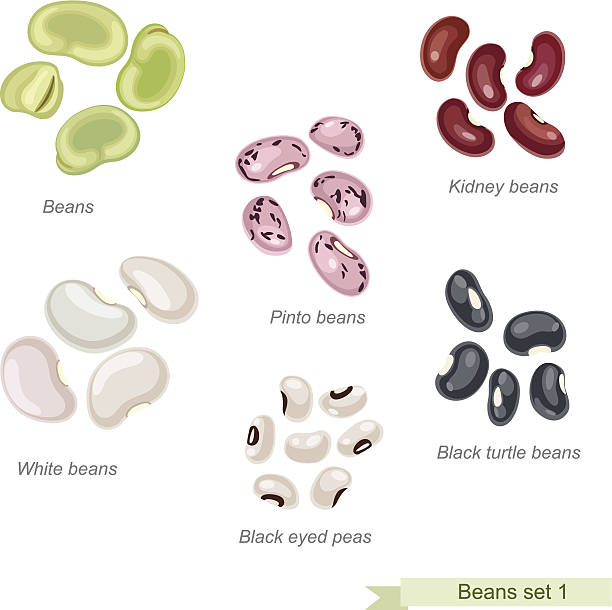 Beans and peas first icon set Solid fill vector icons set with names bean stock illustrations