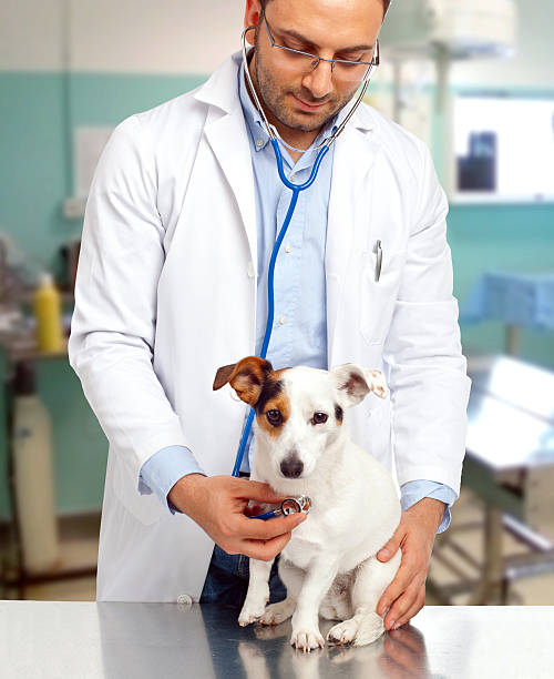istock Veterinarian doctor with jack russell 519251725
