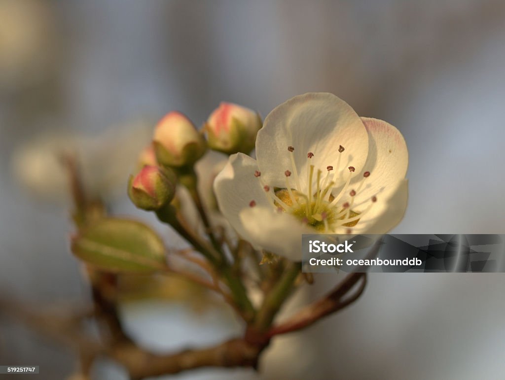 Branco & cor-de-rosa flor - Foto de stock de Agricultura royalty-free