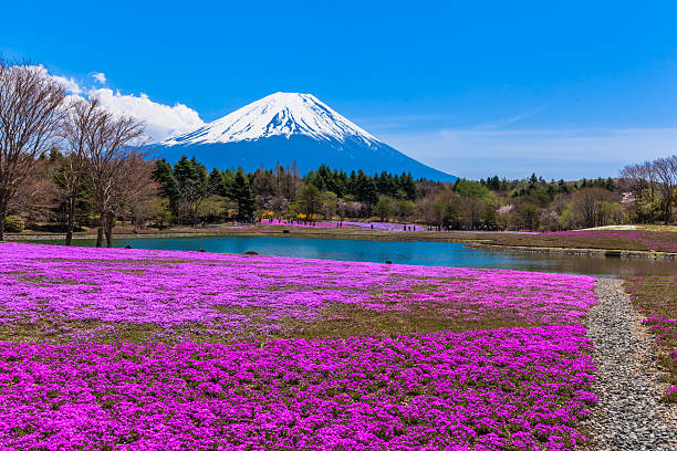 istock Mt. Fuji and Pink moss phlox flowers 519252401