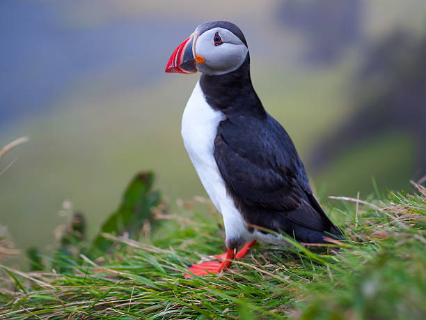 istock Cute Atlantic puffin in Iceland 519252705