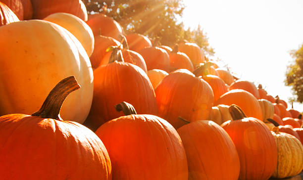 istock Backlit Pumpkins For Sale 519252733