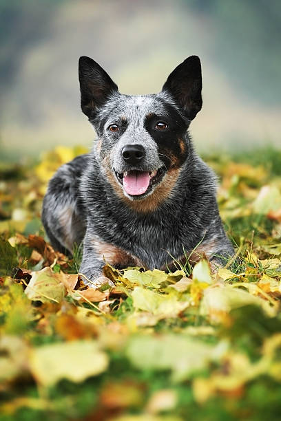 Cão Boiadeiro Australiano cachorro dança manobra - foto de acervo