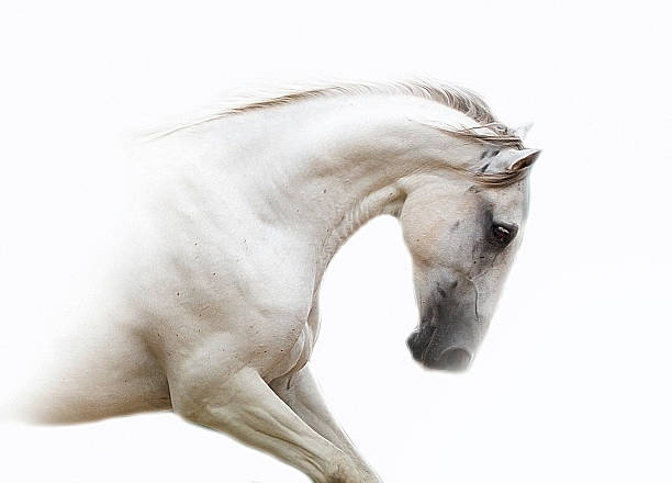 istock beautiful lipizzaner horse in white background 519253587