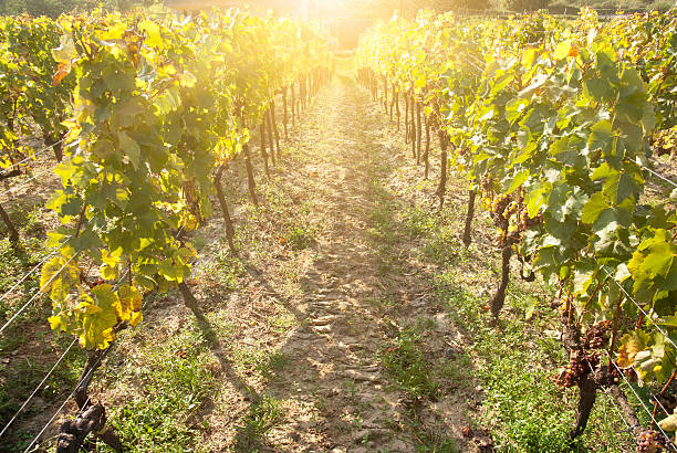 istock Noble rot of a wine grape, botrytised grapes 519253881