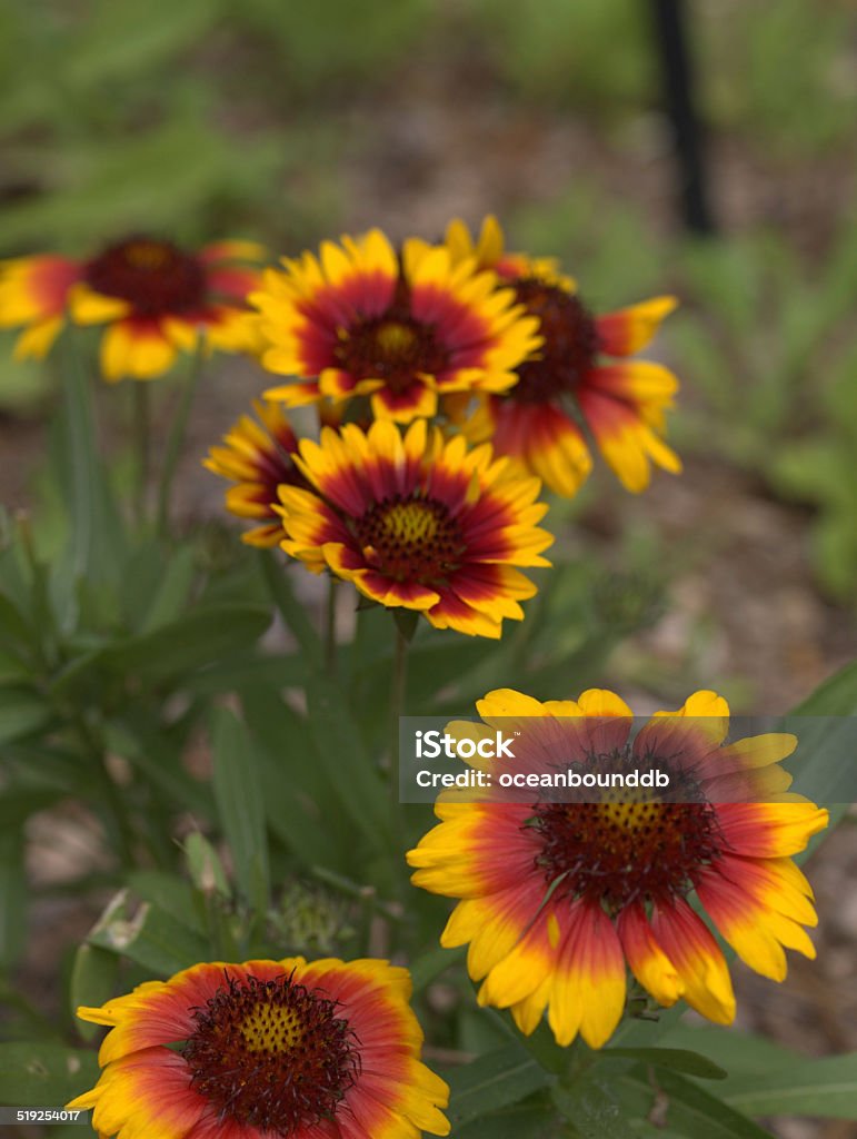 close-up de Amarela & vermelhas flores em um campo - Foto de stock de Amarelo royalty-free