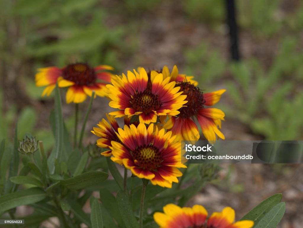 close-up de flores amarelas & vermelho - Foto de stock de Agricultura royalty-free