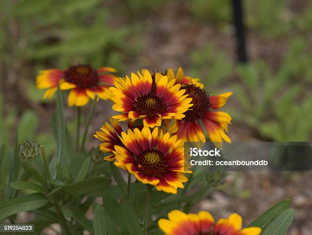 Foto de Closeup De Flores Amarelas Vermelho e mais fotos de stock de Agricultura - Agricultura, Amarelo, Beleza natural - Natureza